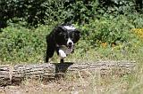 BORDER COLLIE 230